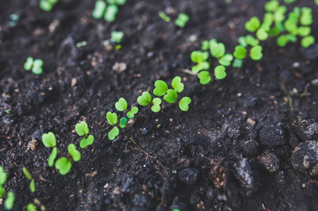 Early growth and long term lead nurturing