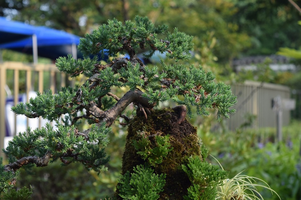 Bonsai tree represents a longterm lead nurturing process.