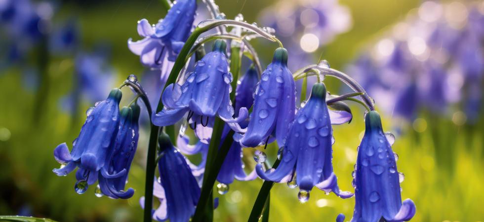 A photo of bluebells in the rain with droplets illuminated by the sunshine.