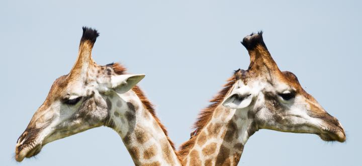 A photo of two similar looking giraffes standing back to back.