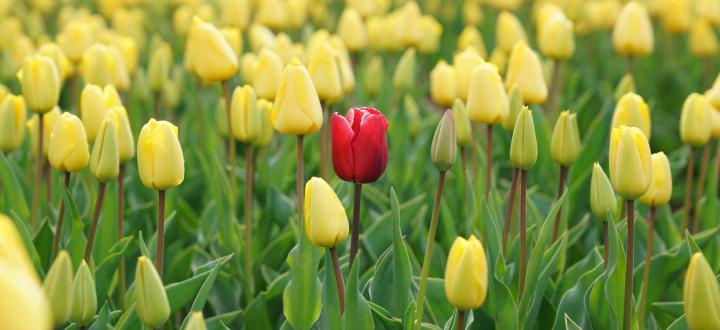 A field of yellow tulips with a red tulip in the middle of the field
