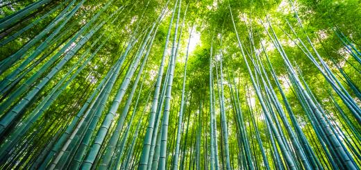 A photo of a bamboo forest from the floor, with very tall trees and the sunlight coming through from the top of the canopy.