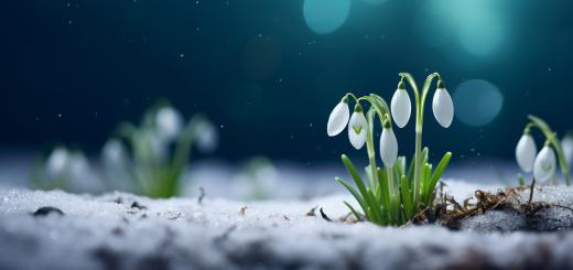 A photo of snowdrops coming out of a frost covered ground
