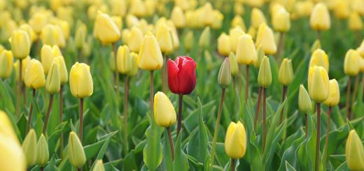 A field of yellow tulips with a red tulip in the middle of the field