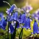 A photo of bluebells in the rain with droplets illuminated by the sunshine.