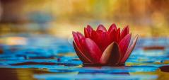 Photo of a water lily on a lake